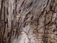 Strukturen an abgestorbenem Baumstamm